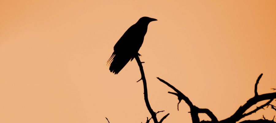 Crow silhouette sitting on a branch, morbidity omen