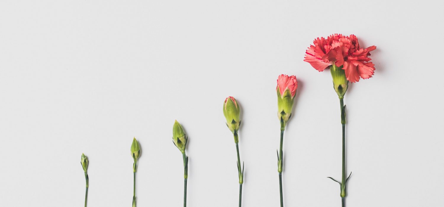 Progression of a flower bud blooming