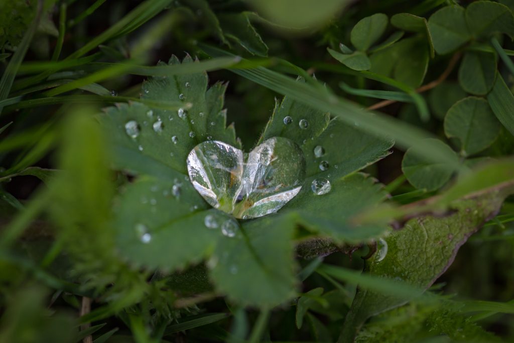 Heart shaped raindrop falling onto a leaf
