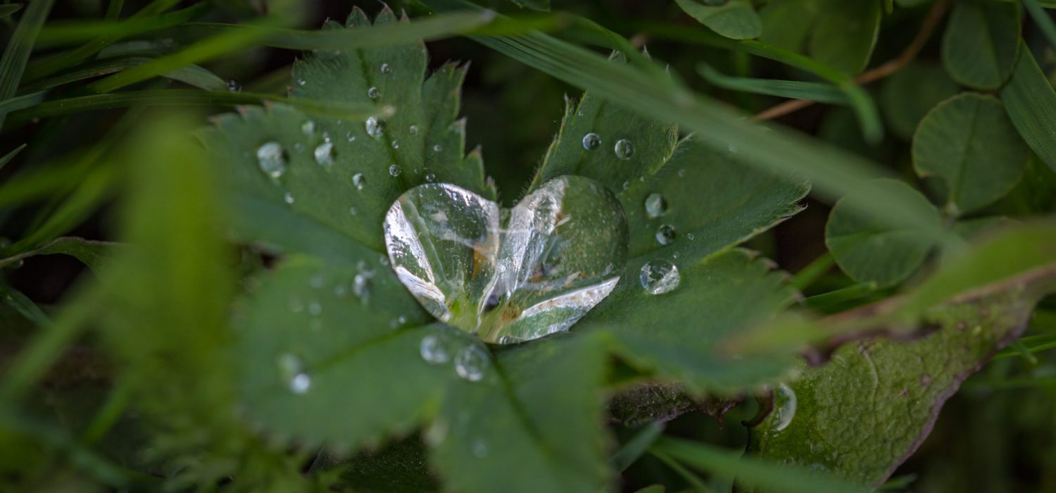 Heart shaped raindrop falling onto a leaf
